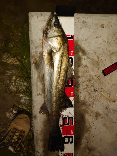 シーバスの釣果