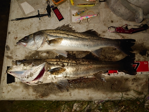 シーバスの釣果