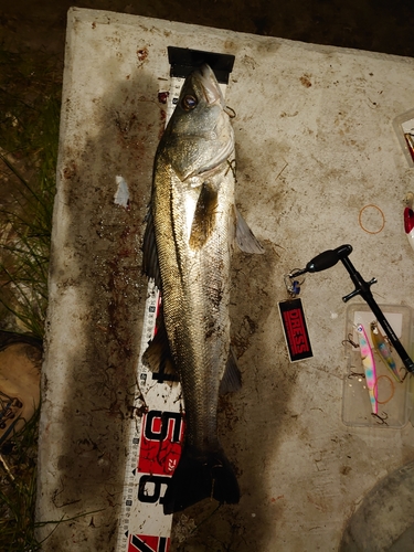 シーバスの釣果