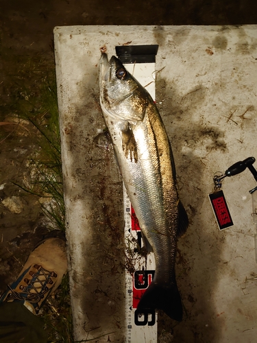 シーバスの釣果