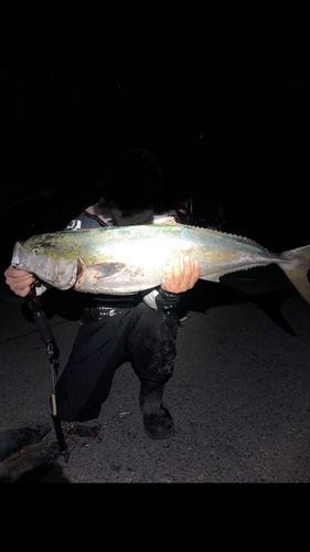 ブリの釣果