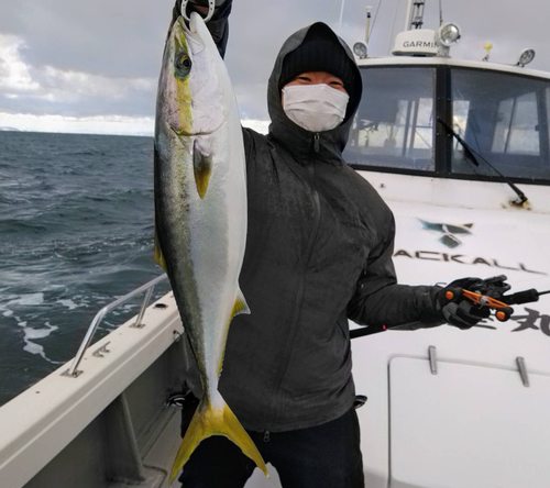 ブリの釣果