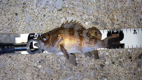 メバルの釣果