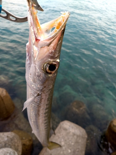 オオカマスの釣果