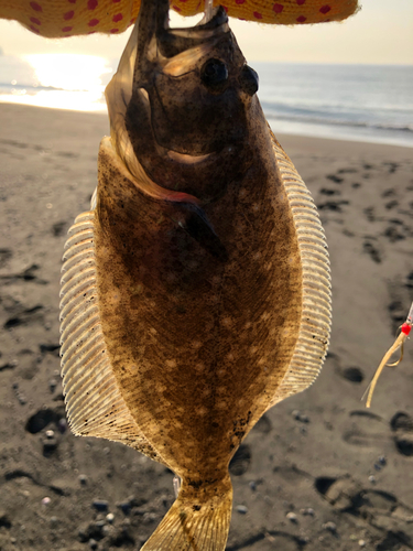 ソゲの釣果