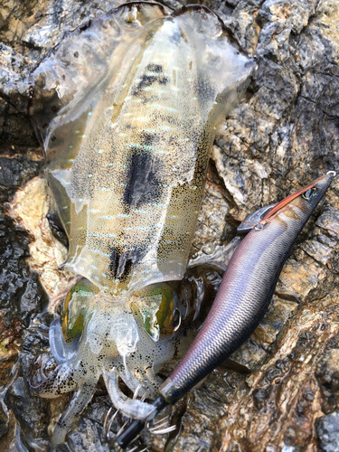 アオリイカの釣果