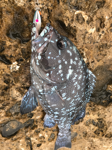 ツチホゼリの釣果