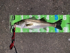 フッコ（マルスズキ）の釣果