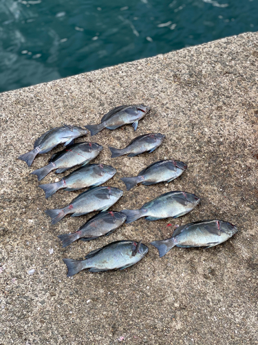 グレの釣果