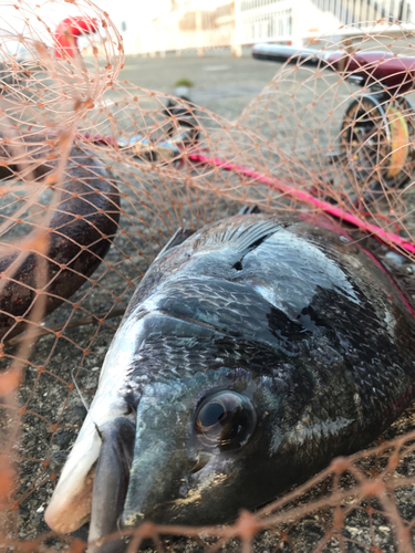 チヌの釣果