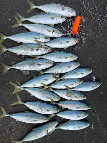 イナダの釣果