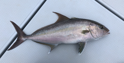 ヒレナガカンパチの釣果