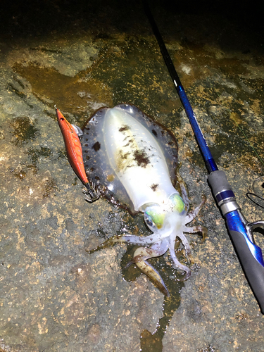 アオリイカの釣果