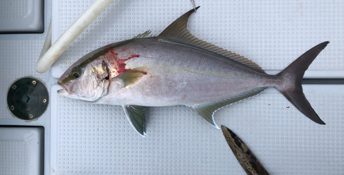 ヒレナガカンパチの釣果