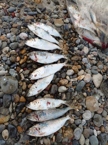 コノシロの釣果