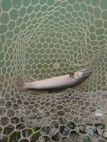 イワナの釣果