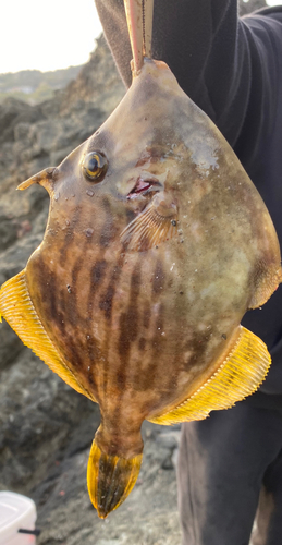 カワハギの釣果