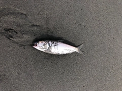 コノシロの釣果