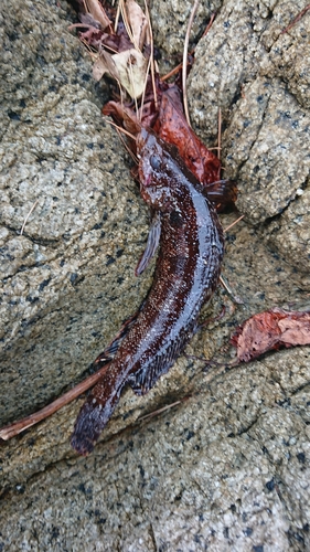 クジメの釣果