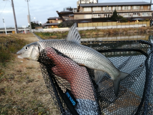 ニゴイの釣果