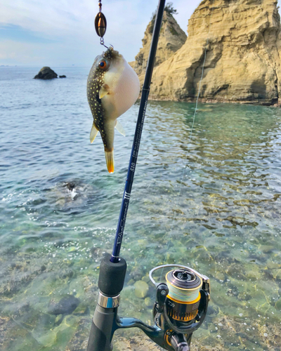 クサフグの釣果