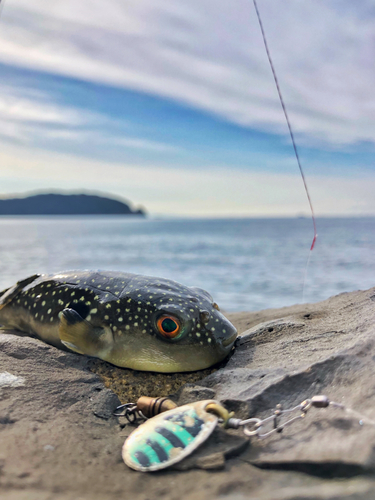 クサフグの釣果