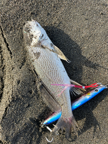 イシモチの釣果