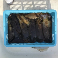 モイカの釣果