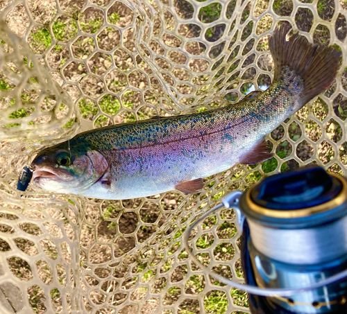 ニジマスの釣果