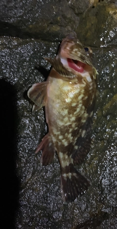 タケノコメバルの釣果