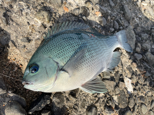 メジナの釣果