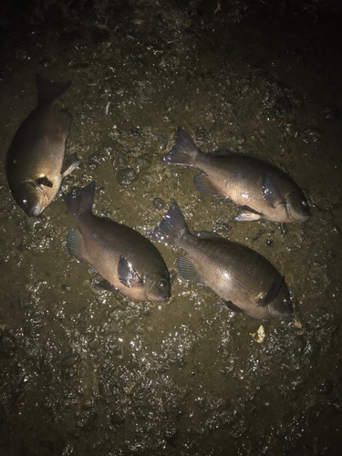 クチブトグレの釣果