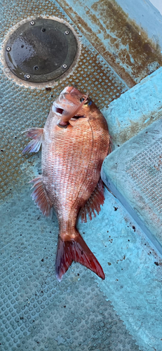 マダイの釣果