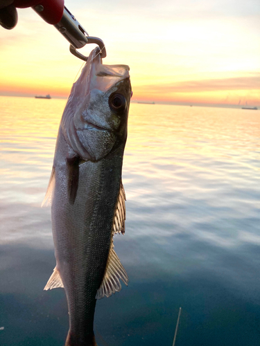 セイゴ（マルスズキ）の釣果