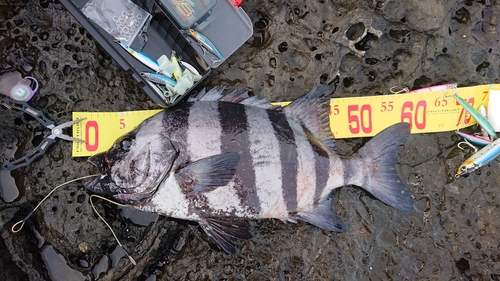 イシダイの釣果