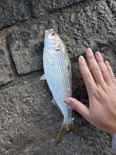 コノシロの釣果