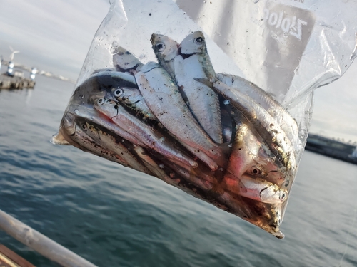 カタクチイワシの釣果