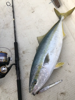 ブリの釣果