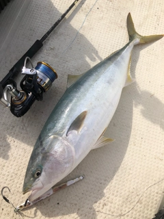 ブリの釣果