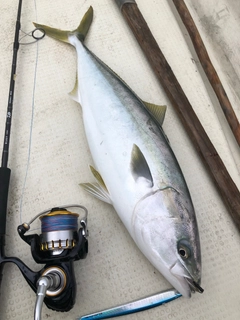 ブリの釣果