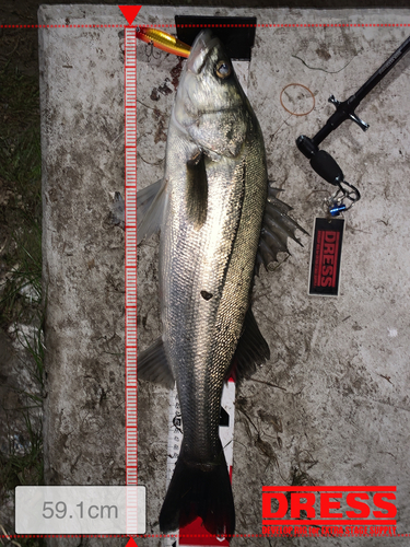 シーバスの釣果