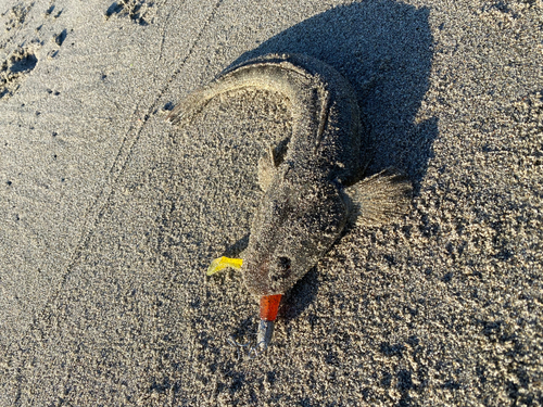 マゴチの釣果