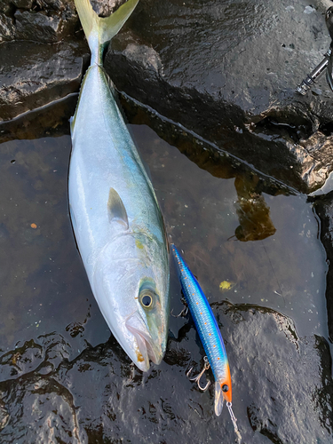 イナダの釣果