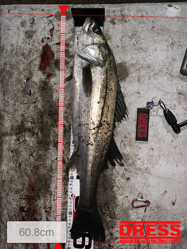 シーバスの釣果