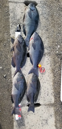 クチブトグレの釣果