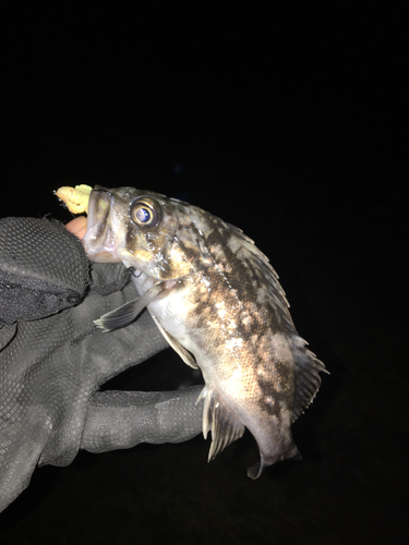 クロソイの釣果