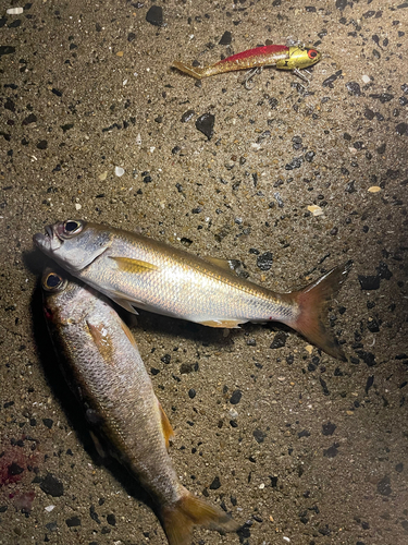 ムツの釣果