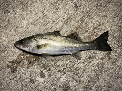 ヒラスズキの釣果