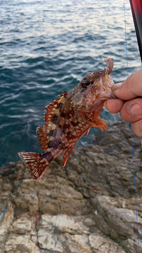 カサゴの釣果