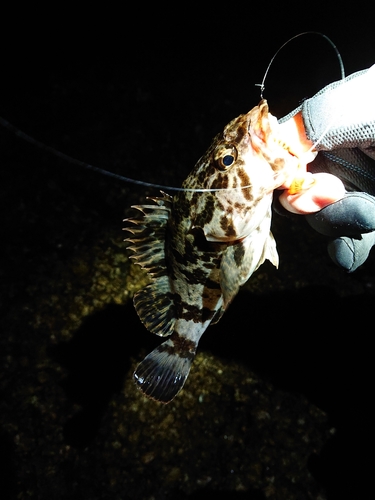 タケノコメバルの釣果